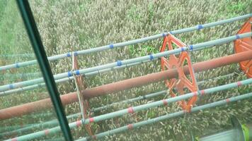 Ernte Mähen reif Weizen im sonnig Sommer- Wetter. poin wenn Aussicht von Mähdrescher Kabine. Farmer kombinieren Mähdrescher auf Feld video