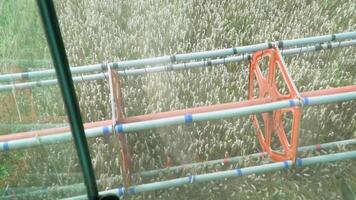 segador reunión cosecha de maduro trigo en campo. trabajando proceso en granja. ver desde combinar cabina montando mediante grano plantación y corte centeno tallos comida industria o agronomía concepto video