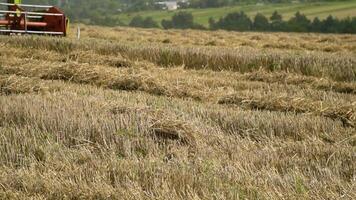 Mähdrescher entfernt Weizen auf das Feld video
