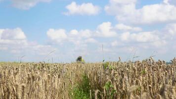 segador elimina trigo en el campo video