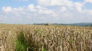 combinar segador cosechas maduro trigo. agricultura video