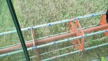 Harvesting mowing ripe wheat in sunny summer weather. Poin if view from harvester cabin. Farmer combine harvester on field video