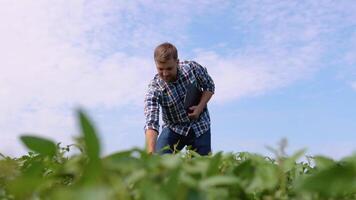 Young farmer in soybean fields. Farmer agronomist on a growing green soybean field. Agricultural industry video