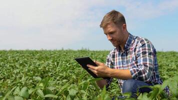 Farmer uses a tablet computer on a soy field video