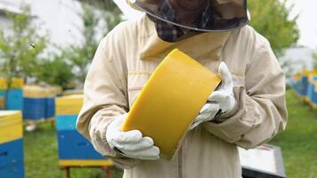 Closeup portrait of beekeeper holding a bee wax. Beekeeping concept. Beekeeper harvesting honey video