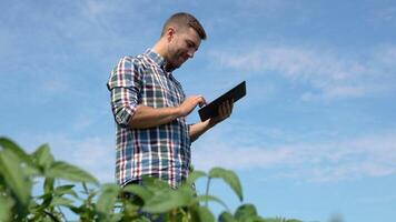 Farmer examines the soybean crop. Farmer lifestyle walk agriculture soybean concept. Farmer works in a field with plants. Soybean farmer. Agriculture a business concept video