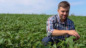 Agronomist inspecting soya bean crops growing in the farm field. Agricultural industry video