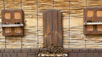 Hives in an apiary with bees flying to the landing boards in a garden video