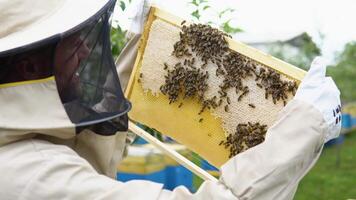 Closeup portrait of beekeeper holding a honeycomb full of bees. Beekeeper in protective workwear inspecting honeycomb frame at apiary. Beekeeping concept. Beekeeper harvesting honey video