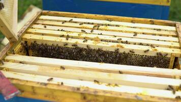 Bees on the honeycomb. Honey cell with bees. Apiculture. Apiary. Wooden beehive and bees. beehive with honey bees, frames of the hive video