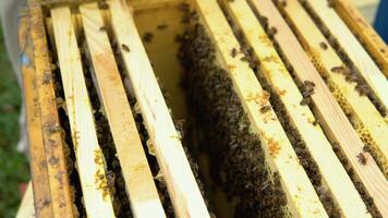 Bees on the honeycomb. Honey cell with bees. Apiculture. Apiary. Wooden beehive and bees. beehive with honey bees, frames of the hive, top view video
