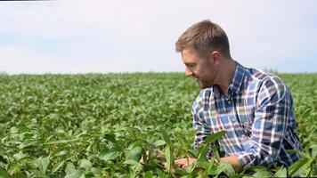 Farmer on soybean field agronomist or farmer examining crop of soybeans field video