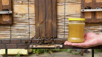 netelroos in een bijenstal met bijen vliegend naar de landen borden in een tuin video