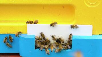 Hives in an apiary with bees flying to the landing boards in a garden video