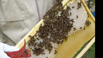 Closeup beekeeper holding a honeycomb full of bees. Beekeeper in protective workwear inspecting honeycomb frame at apiary. Beekeeping concept. Beekeeper harvesting honey video