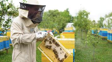 apicultor en un colmenar, apicultor es trabajando con abejas y colmenas en el colmenar, apicultura o apicultura concepto video