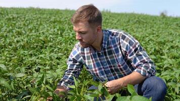 Handful of Soy beans in farmer hands on field background evening sunset time. Copy space for text video