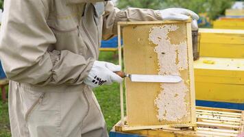 apicultor en un colmenar, apicultor es trabajando con abejas y colmenas en el colmenar, apicultura o apicultura concepto video