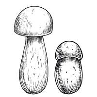 Porcini edible Mushroom. Hand drawn illustration of Boletus in black and white colors. Linear drawing of Fungus for menu design or food label. Graphic engraving. Monochrome sketch vector