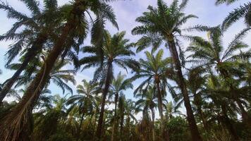 statico astratto iconico lasso di tempo panoramico di palma alberi contro luminosa blu cielo con sparpagliato nuvole su soleggiato giorno, tropicale isola spiaggia . 4k bandiera copia spazio luminosa sfondo video