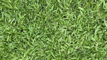 Green grass background photo