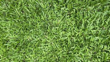 Green grass background photo