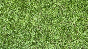 Green grass background photo