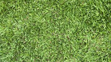 Green grass background photo