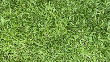 Green grass background photo