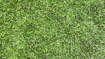 Green grass background photo