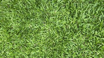 Green grass background photo