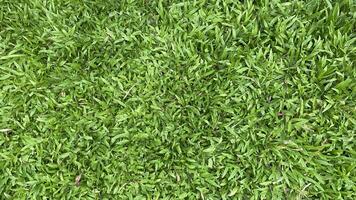 Green grass background photo