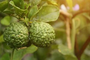 Green bergamot fruit on tree photo