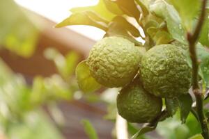 Green bergamot fruit on tree photo