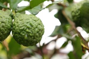 Green bergamot fruit on tree photo