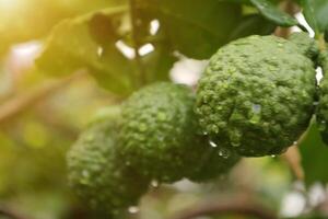 Green bergamot fruit on tree photo