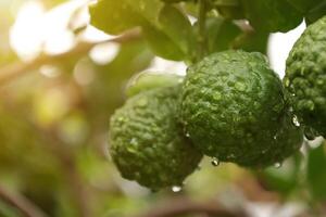 Green bergamot fruit on tree photo