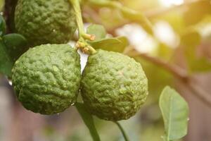 Green bergamot fruit on tree photo