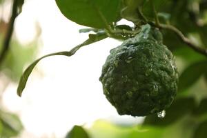 Green bergamot fruit on tree photo