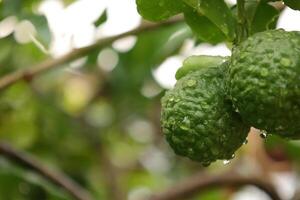 Green bergamot fruit on tree photo