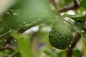 verde bergamota Fruta en árbol foto