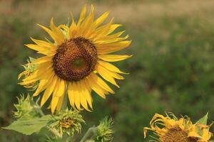 Beautiful yellow sunflower in the field photo