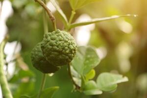 Green bergamot fruit on tree photo