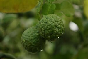 Green bergamot fruit on tree photo