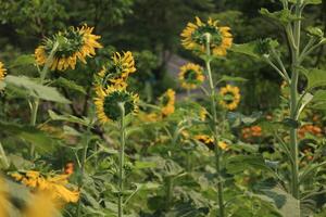 Beautiful yellow sunflower in the field photo