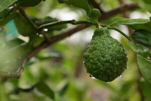 verde bergamota Fruta en árbol foto