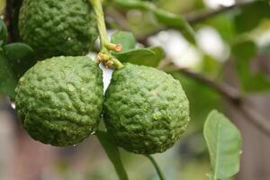 Green bergamot fruit on tree photo