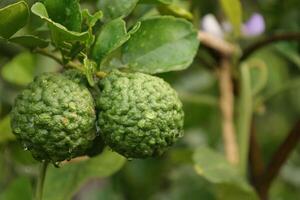 Green bergamot fruit on tree photo