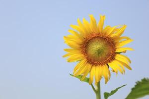 hermosa amarillo girasol en el campo foto