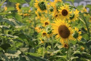 Beautiful yellow sunflower in the field photo